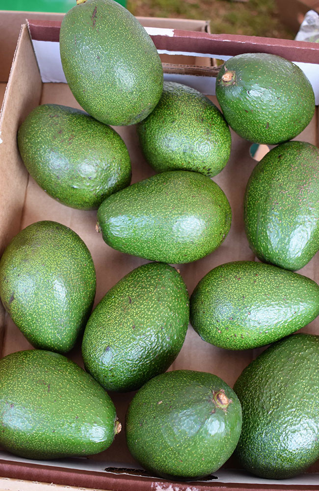 Gallery-Avocados-2